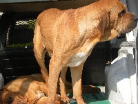 Étalon Fila Brasileiro - Darck vador du domaine d'en bas