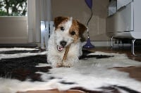 Étalon Jack Russell Terrier - steve's eden Débiane System