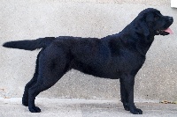 Étalon Labrador Retriever - Djinn Fizz of Black And Sand