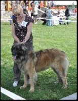 Étalon Leonberger - Dolly De la haute tenue