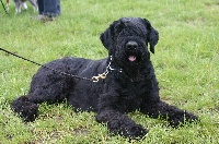 Étalon Schnauzer Geant - Scapman's vicka (Sans Affixe)