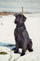 Étalon Schnauzer Geant - Héra de stéphau (Sans Affixe)