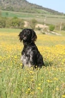 Étalon Setter Anglais - Darling dit dixie de rozenn brug