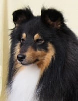 Étalon Shetland Sheepdog - CH. sunnangardens Tage m dit clint