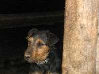 Étalon Terrier de chasse allemand - Élan dit ROCKY de la horde des matondus