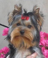 Étalon Yorkshire Terrier - CH. Tresduendes Young tiger