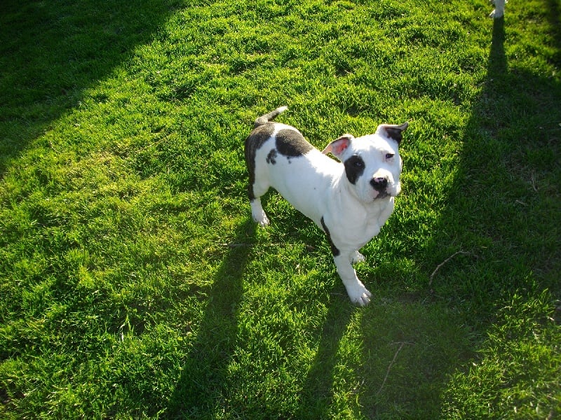 Publication : de massita black Auteur : Duchaussoy Matthieu