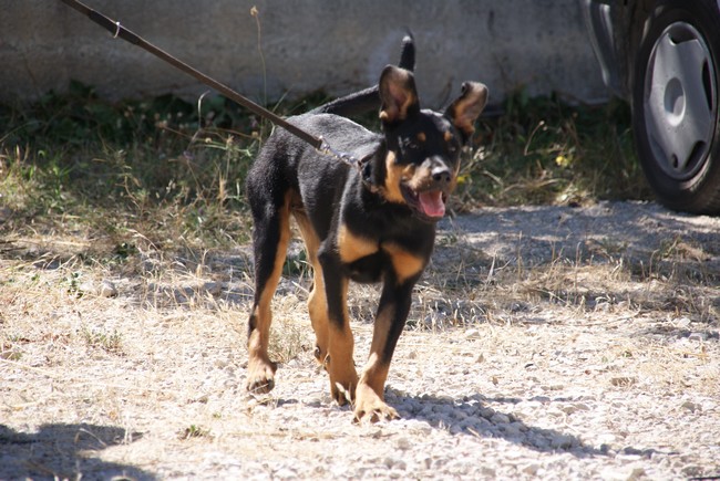 Publication : Du Mont Farmer