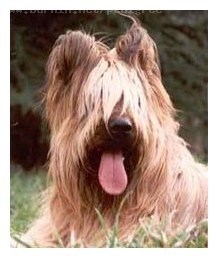 Hamadeus du vallon des seolanes