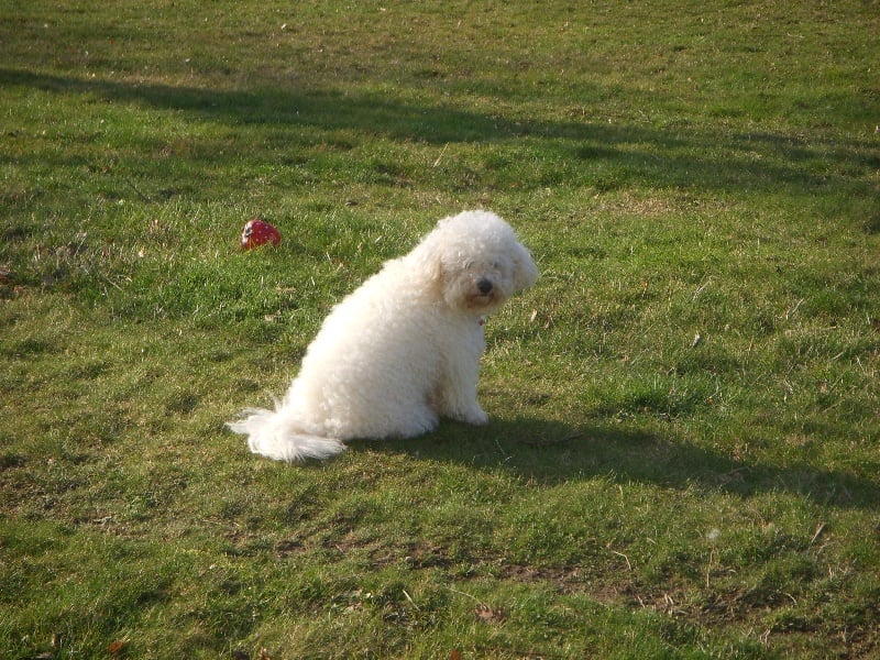 Baïka des prairies d'amandel