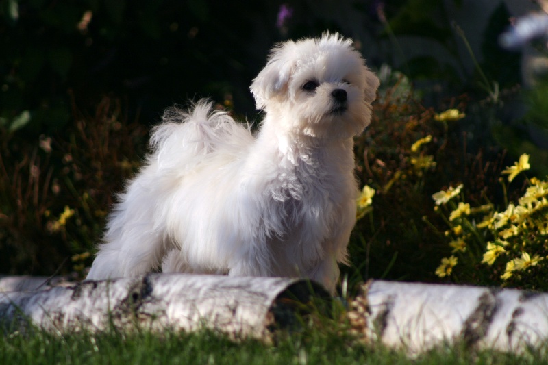 sunnydale's JJ Ambrosia kor dit swan