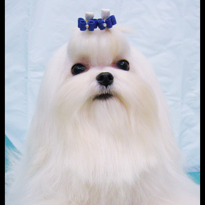 Sabina of sunnydale's kor