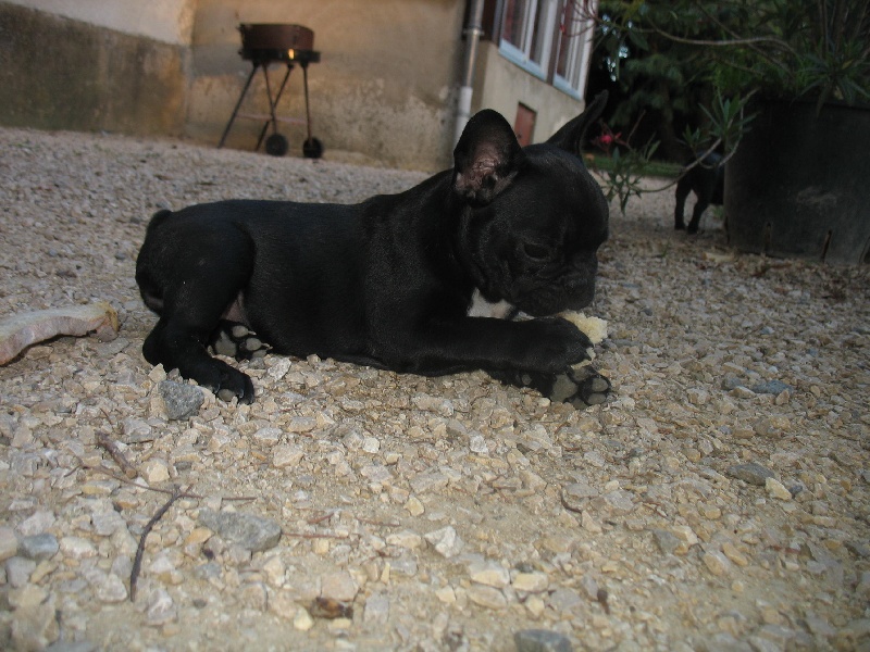 Publication : de belle gueule d'amour