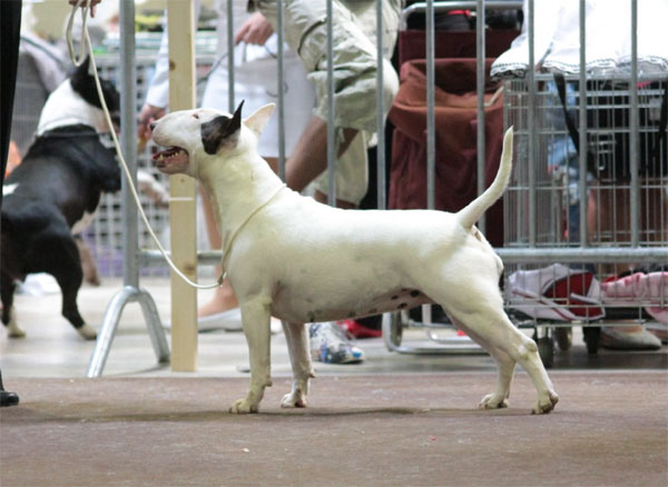 Publication : UNFAILLING Auteur : élodie segard