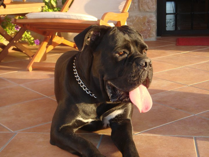 Publication : de Cuore Blue