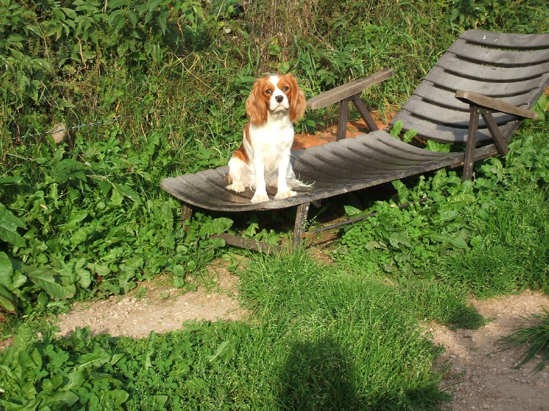 Elphie du Pays des Sagards