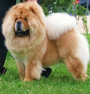 Publication : Orishas Chows 