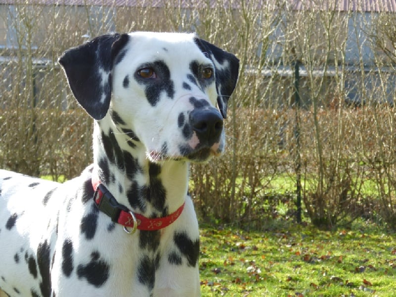 Daily des dalmatiens du vignoble
