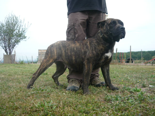 Publication : du domaine de cocagne Auteur : besset-letourmy olivier