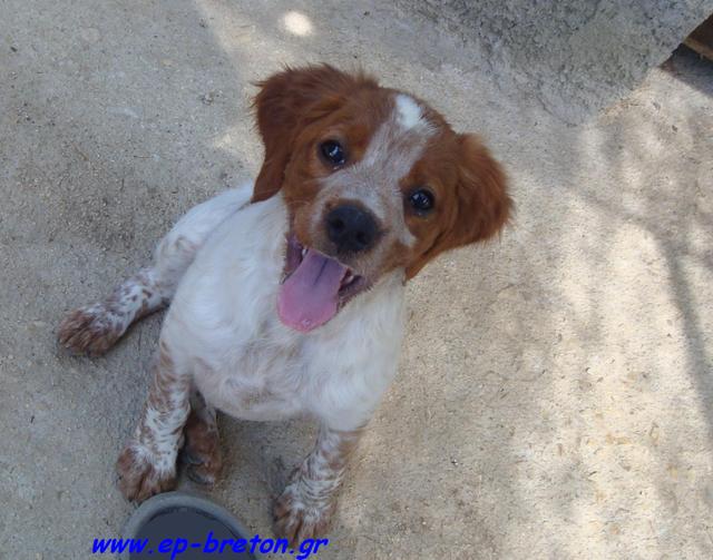 Publication : toy Tzouramani Auteur : Anthoussa toy Tzouramani