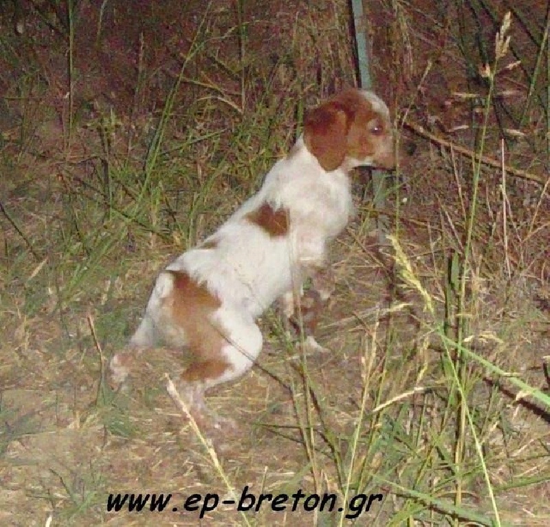 Publication : toy Tzouramani Auteur : Moiro toy Tzouramani