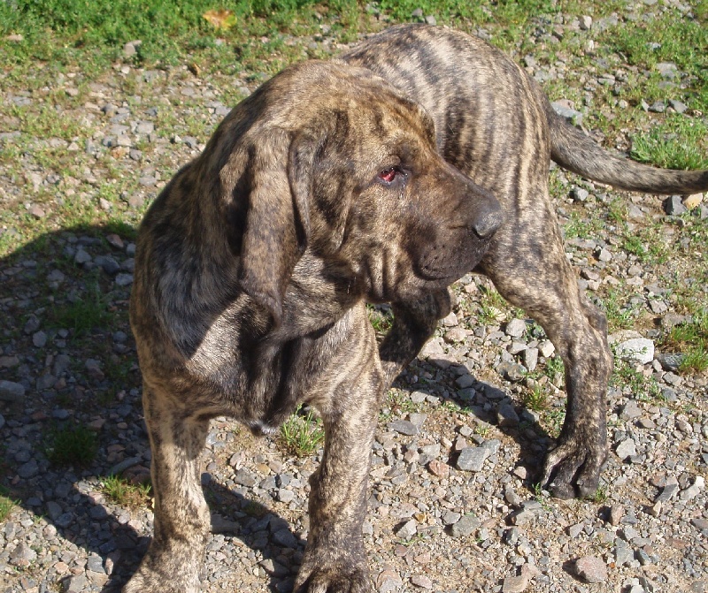 Publication : Lions of Zion Auteur : laurence Mahéo