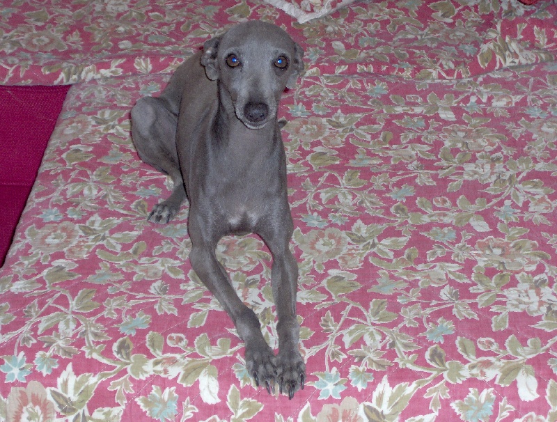 Publication : lou-anges du Saël Auteur : Mme REDOUANE