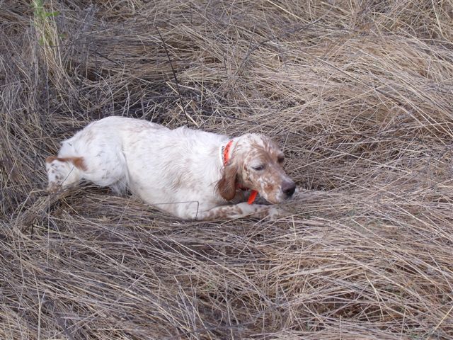 Publication : Du Domaine De Furmiculaccio