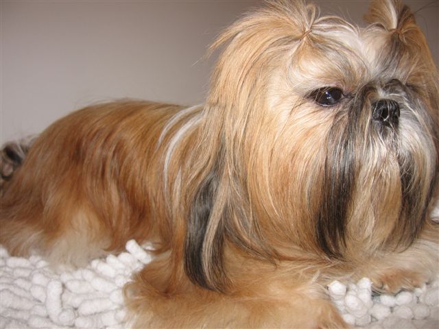 Publication : du domaine de la foret blanche