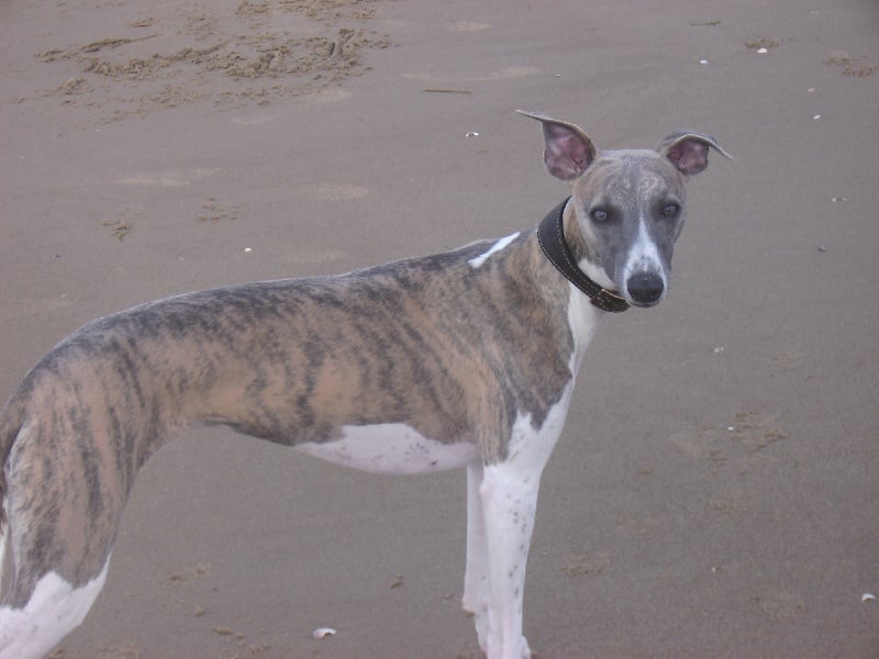 Publication : Vom Jeffstrasse 