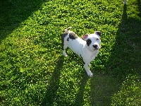 Étalon American Staffordshire Terrier - Econia de massita black