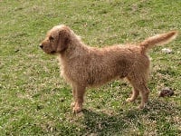 Étalon Basset fauve de Bretagne - Echo des gras cévenols