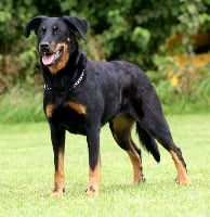 Étalon Berger de Beauce - CH. Airin des gardiens aux coeurs tendres