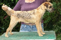 Étalon Border Terrier - Campari velvet Ramazotti