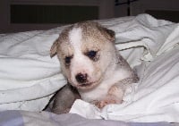 Étalon Canaan Dog - Abigail de l'estancia de la pampa