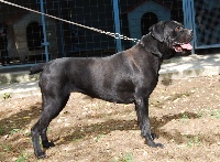 Étalon Cane Corso - Evita dei Peligni