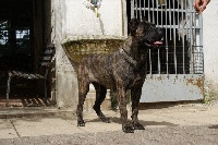 Étalon Cane Corso - Unica dei Peligni