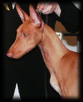 Étalon Chien du Pharaon - farao anubis Iskandaria