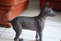 Étalon Chien nu mexicain - First lady (Sans Affixe)