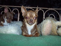 Étalon Chihuahua - outwest's Choco ligt