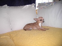 Étalon Chihuahua - Didounette (Sans Affixe)