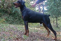 Étalon Dobermann - Don salvatore totoriina Del palazzo di shanta