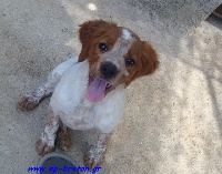 Étalon Epagneul Breton - Anthoussa toy Tzouramani