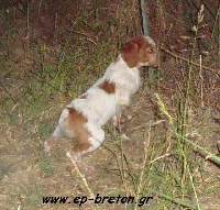 Étalon Epagneul Breton - Moiro toy Tzouramani