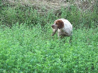 Étalon Epagneul Breton - Aria De saint lubin