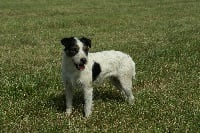 Étalon Parson Russell Terrier - CH. Dewberry Fancy free