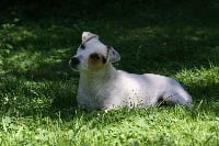 Étalon Jack Russell Terrier - Diaoulig du Terrier de Lafont de La Gartempe