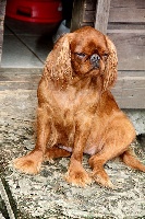 Étalon King Charles Spaniel - Cheyenne De la bacska