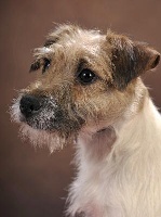 Étalon Parson Russell Terrier - Suzan's Pride Icy love