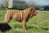 Étalon Shar Pei - E'swann de la Petite Cantate